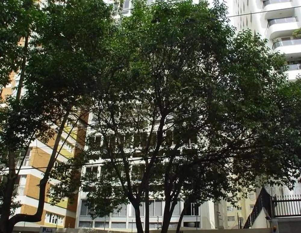 Destaque do Barão de Pirapitingui